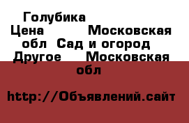 Голубика “Bluecrop“ . › Цена ­ 750 - Московская обл. Сад и огород » Другое   . Московская обл.